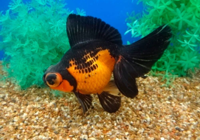 Телескоп Красно-Черный, Бабочка (L)